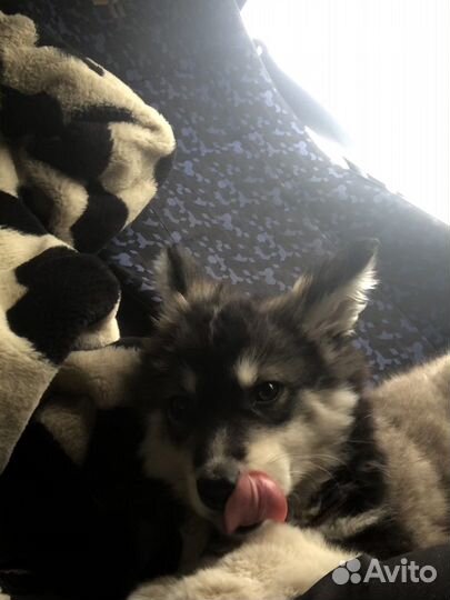 Щенок Метис Хаски и Лайки