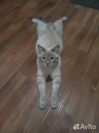 Кот для случки