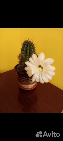 Цветы домашние