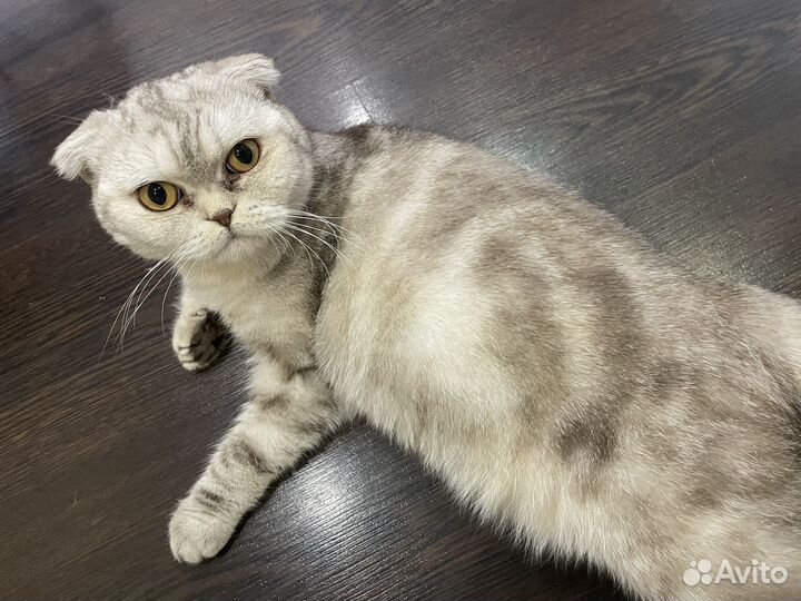 Шотландская вислоухая кошка