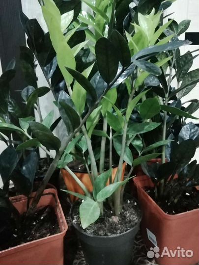 Комнатные растения