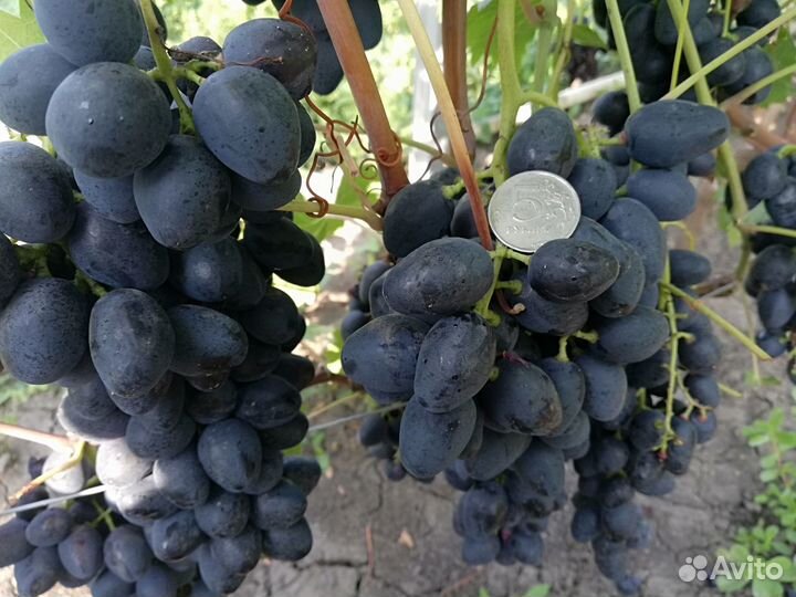 Черенки винограда