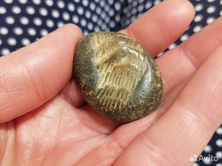 Окаменелости аммониты