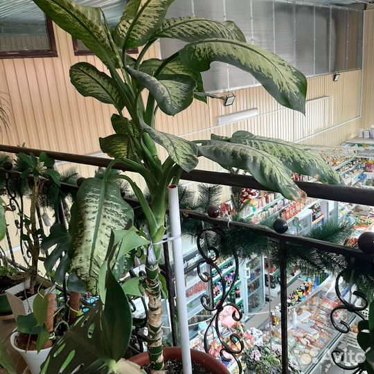 Диффенбахия