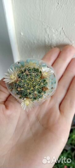 Кактус Крассула Каланхоэ лечебный