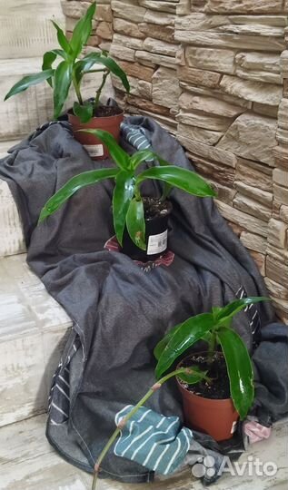 Каллизия душистая (Золотой ус)