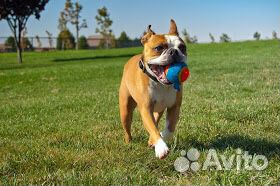 Передержка собак, кошек и других животных