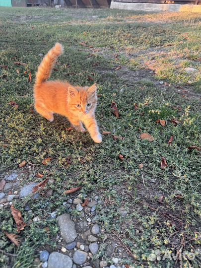 Котенок в добрые руки