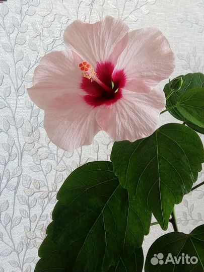 Китайская роза или гибискус