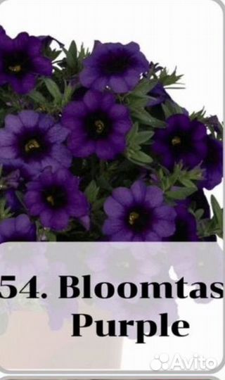 Вегетативные черенки калибрахоа