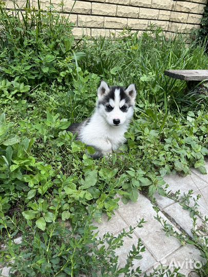 Продажа щенков хаски