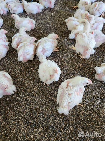 Цыплята бройлеры подрощенные