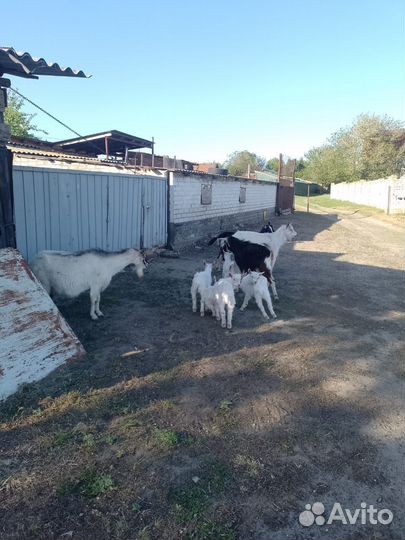 Козы и козлята дойные