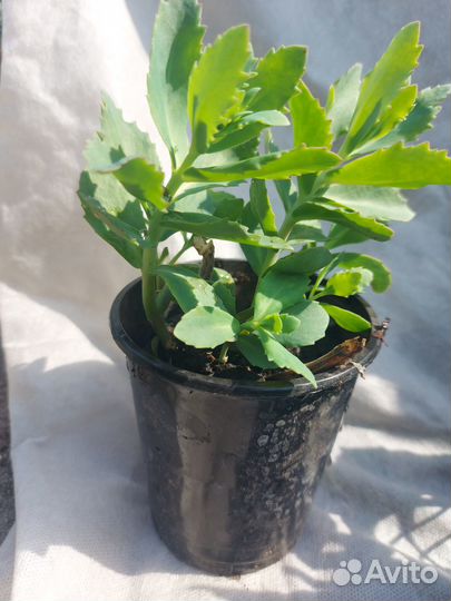 Очиток видный Седум