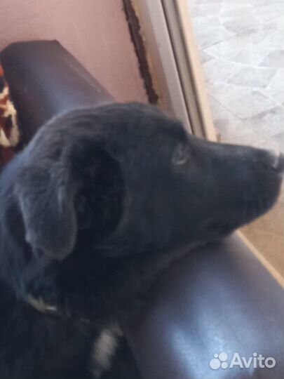 Щенок в добрые руки бесплатно