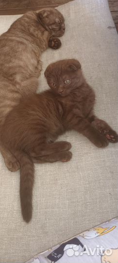 Шотландская вислоухая кошка