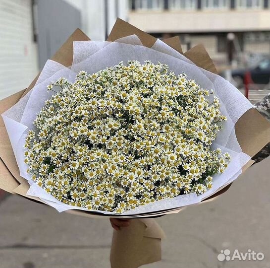 Цветы ромашки