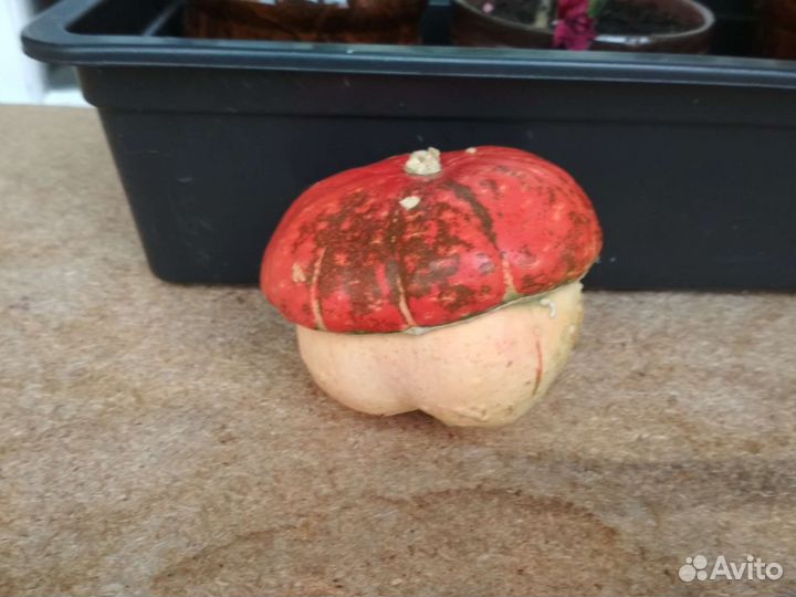 Семена тыквы