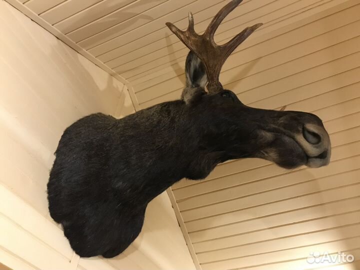 Продам чучело головы лося