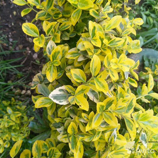 Бересклет Форчуна Euonymus fortunei Canadale Gold