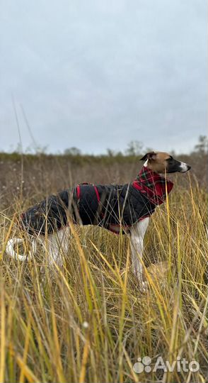 Попона для собаки