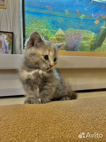 Шотладские котята