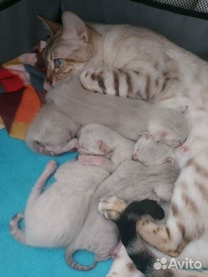 Бенгальские котята