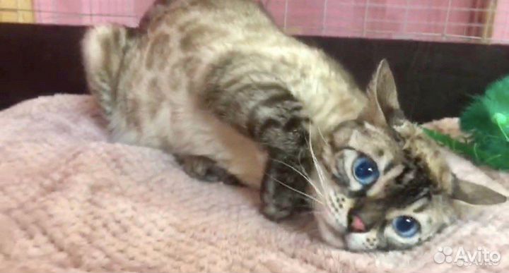 Бенгальская кошка Ракси взрослая