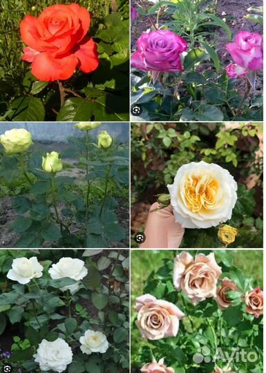 Кустовые розы саженцы