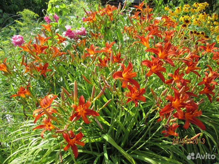 Цветы садовые