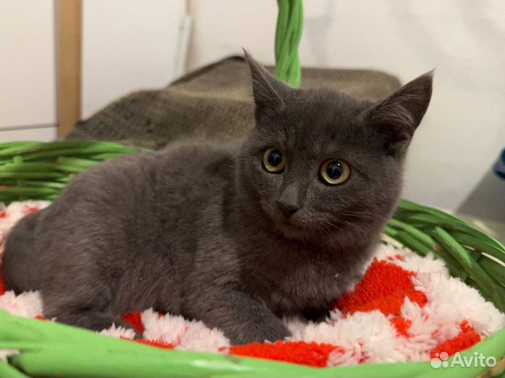 Котята 4 месяца