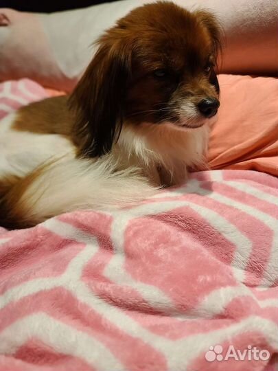 Передержка собак и кошек