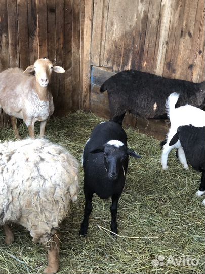 Барашки дорпер