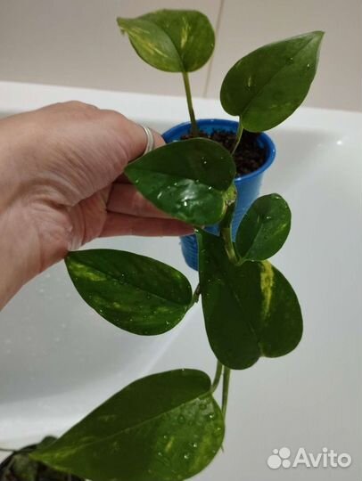 Эпипремнум золотистый (сциндапсус)