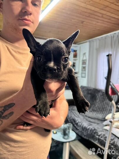 Щенки французский бульдог