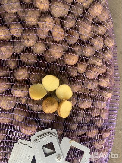 Семенной картофель