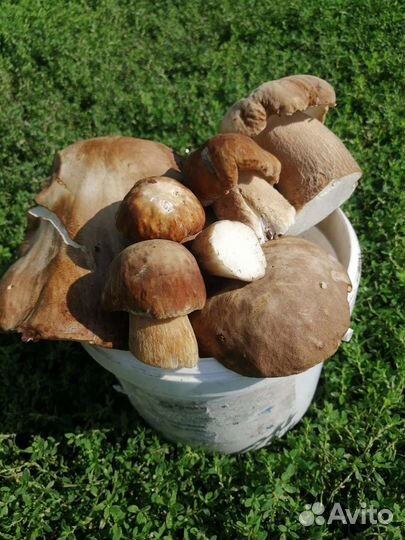 Белые грибы