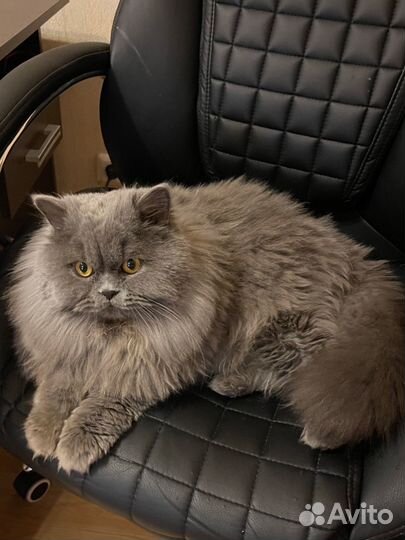 Шотландский кот вязка