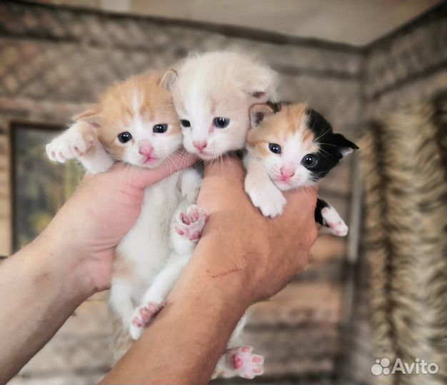 Котята в добрые руки