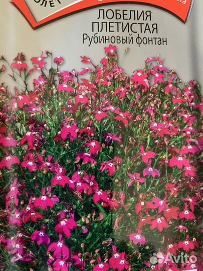 Лобелия