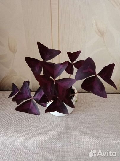 Оксалис, дуранта, бегония, традеск-я, глоксиния