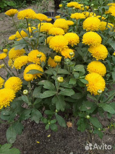 Хризантемы мультифлора