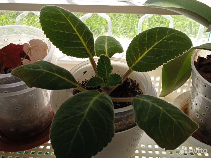 Домашние растения