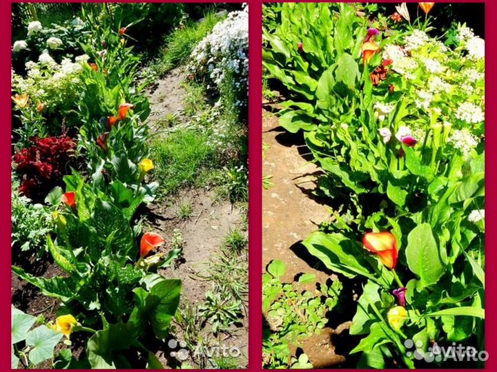 Каллы сортовые клубни луковицы