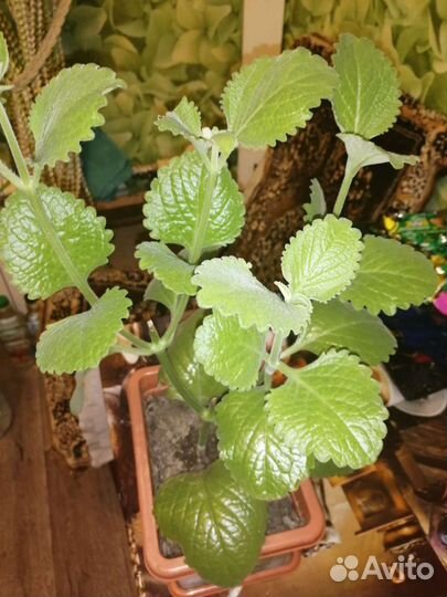 Мята крупнолистная, ароматная