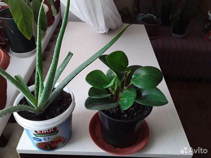 Комнатные цветы