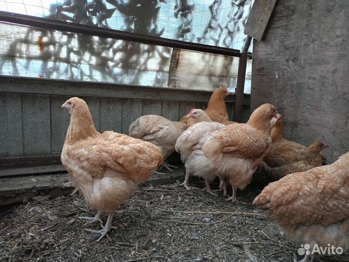 Орпы, кучинские, павловские, алтайская Бентамка