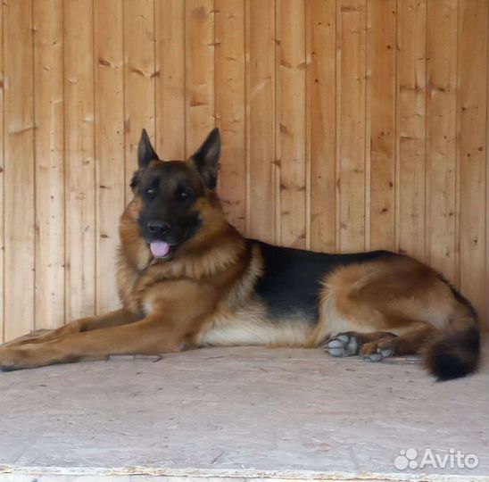 Немецкая овчарка вязка