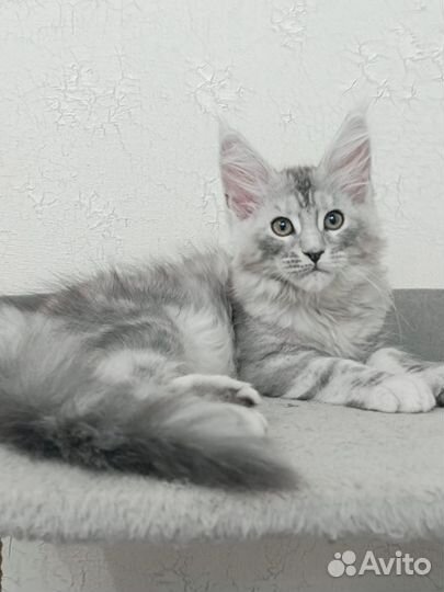 Котята мейн-кун