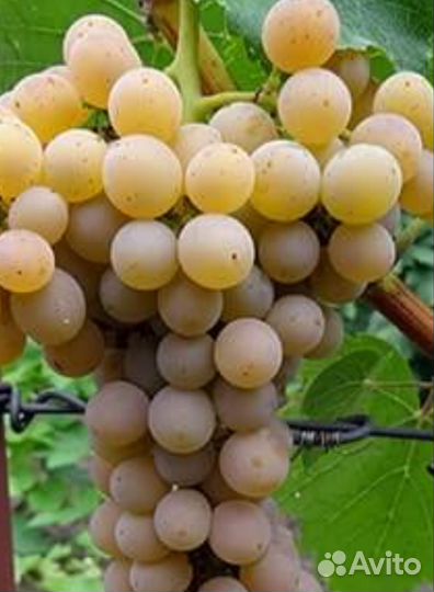 Виноград